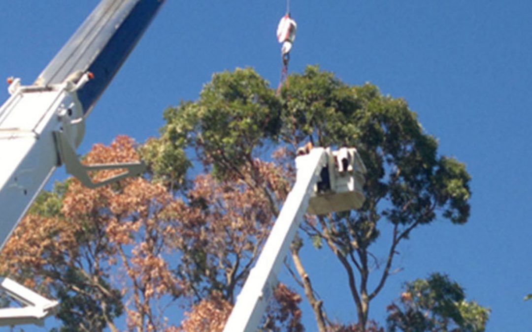Why Hire a Qualified Arborist?