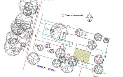 What is an Arboricultural Impact Assessment?