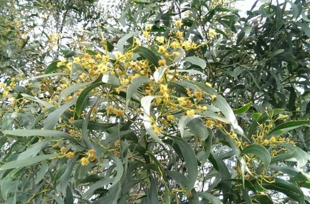 Acacia’s on the Mornington Peninsula