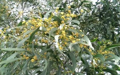 Acacia’s on the Mornington Peninsula